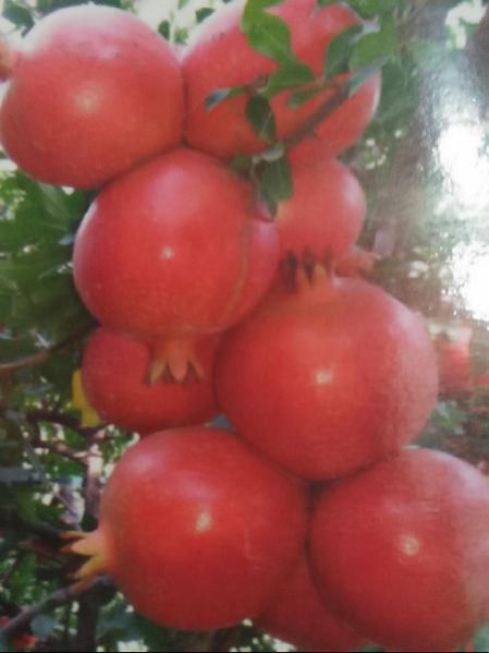 Fresh Pomegranate 05