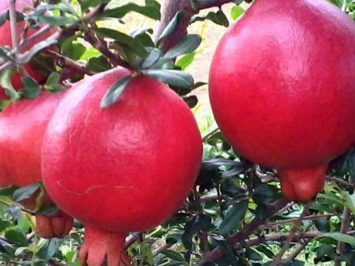 Fresh Pomegranate 06
