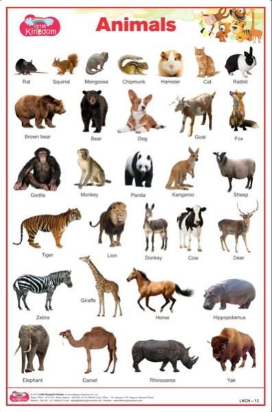 Animals Chart