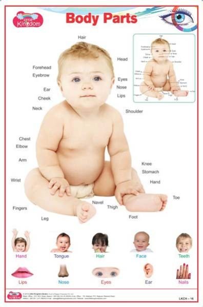 Body Parts Chart