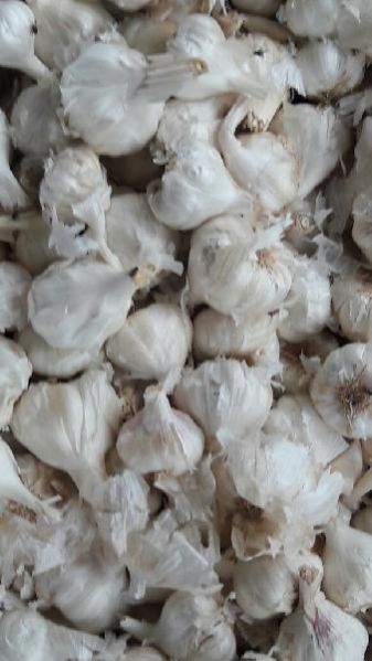 Fresh Garlic 02