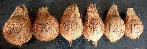 Semi Husked Coconut 03