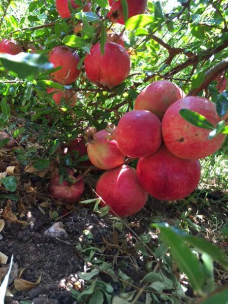 Fresh Pomegranate 03