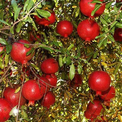 Fresh Pomegranate 08