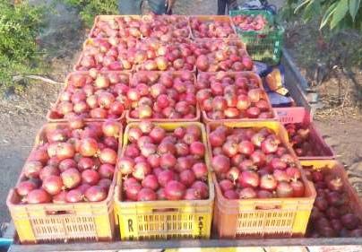 Fresh Pomegranate 09