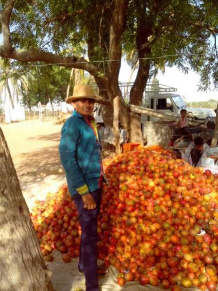 Fresh Pomegranate 10