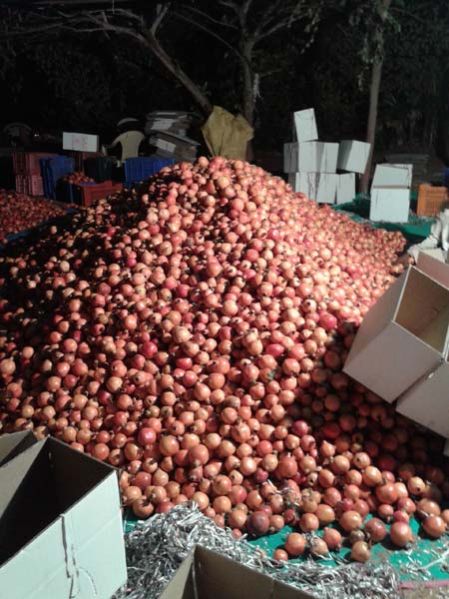 Fresh Pomegranate 11