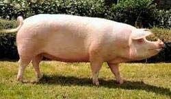 Middle White Female Pig 01