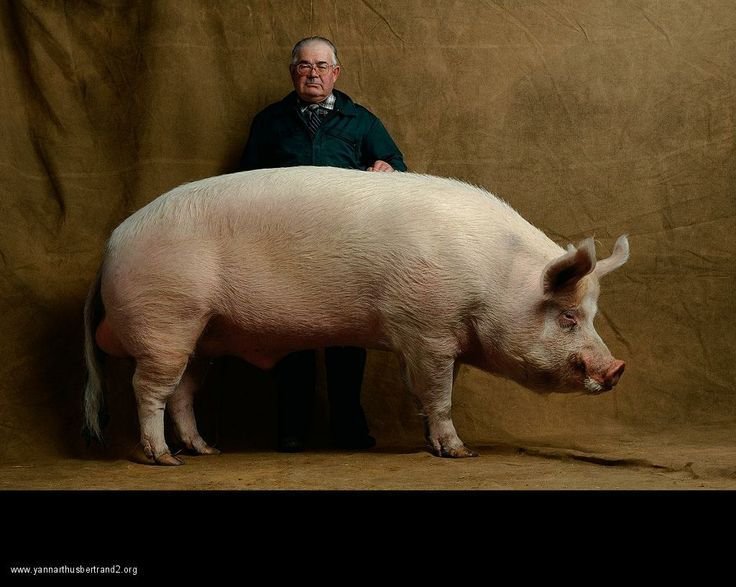 Middle White Female Pig 02