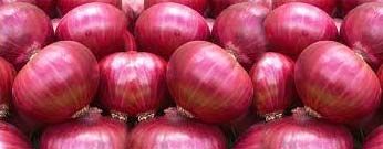 Fresh Red Onion 02