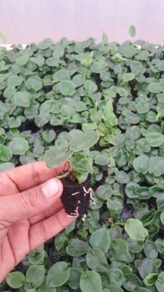 Phalaenopsis Orchid Plant 01