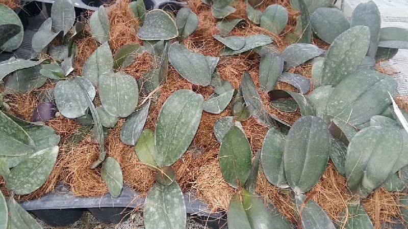 Phalaenopsis Orchid Plant 02