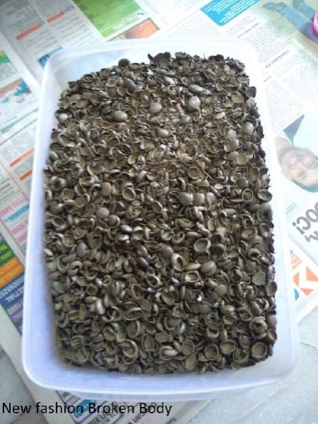 Goat Bezoar Stones 03