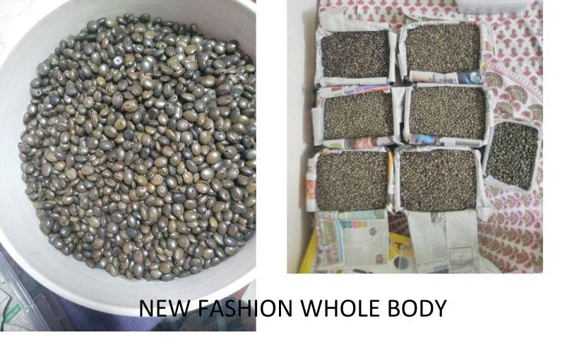 Goat Bezoar Stones 02