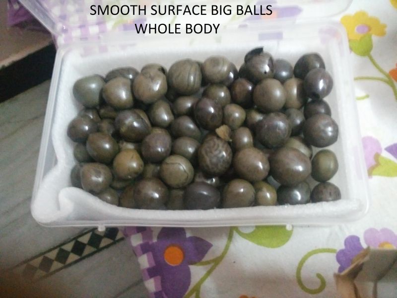 Goat Bezoar Stones 04