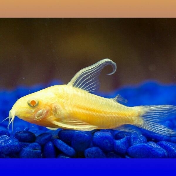 Albino Catfsih