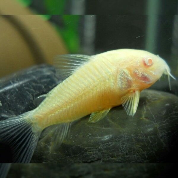 Albino Cory