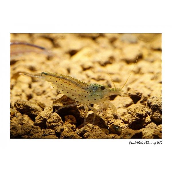 Amano Shrimp