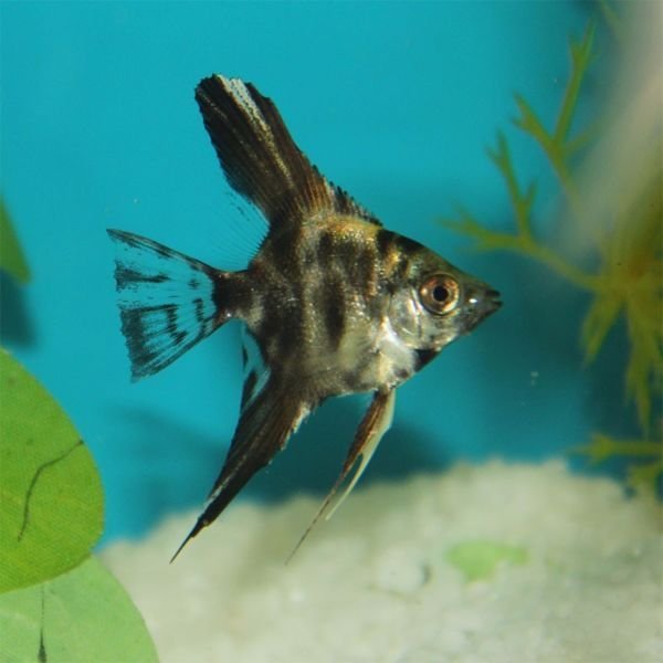 Angelfish 04