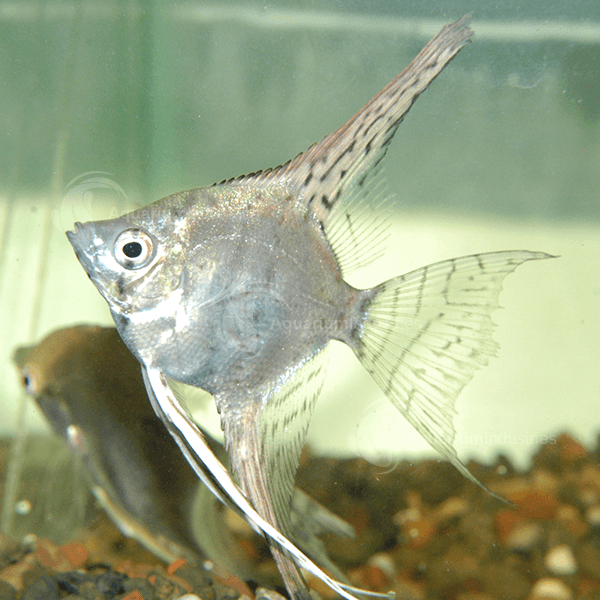 Angelfish 05