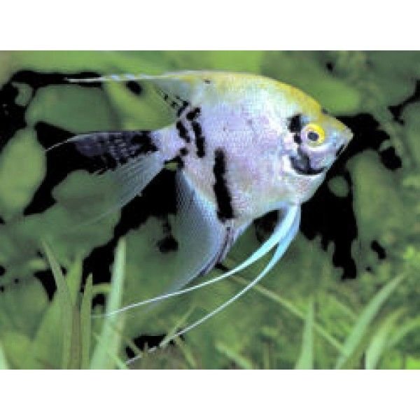 Angelfish 06