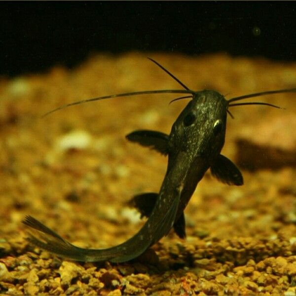 Black Catfish
