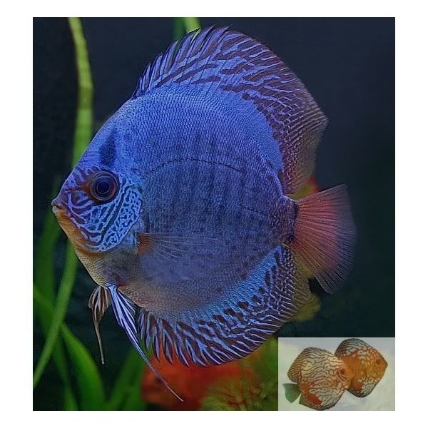 Blue Eagle Discus