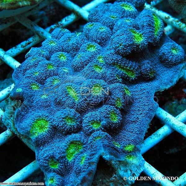 Chalice Coral Blue