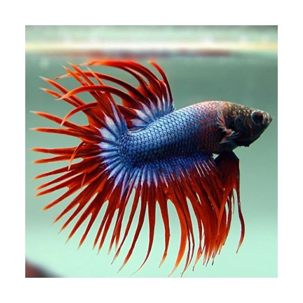 Crown Tail Betta