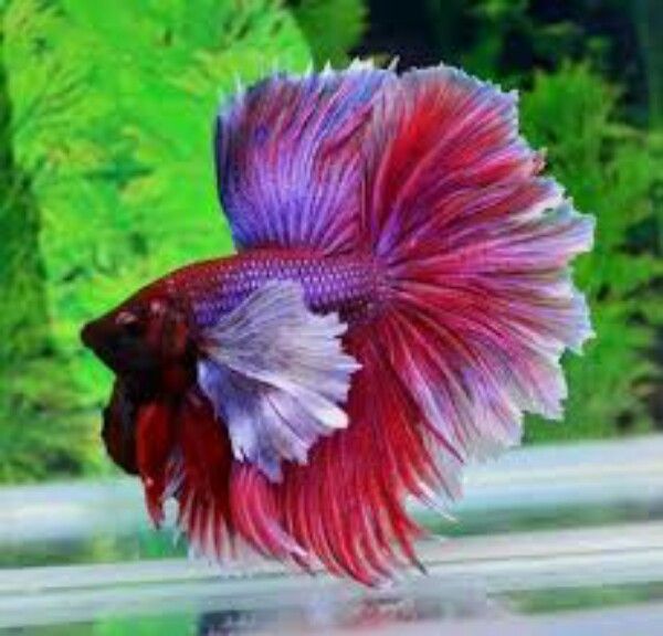 Elephant Ears Betta