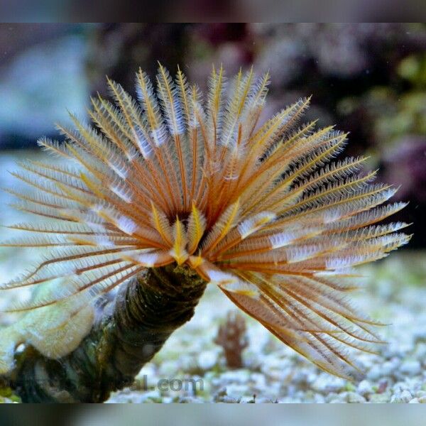 Feather Duster Worm