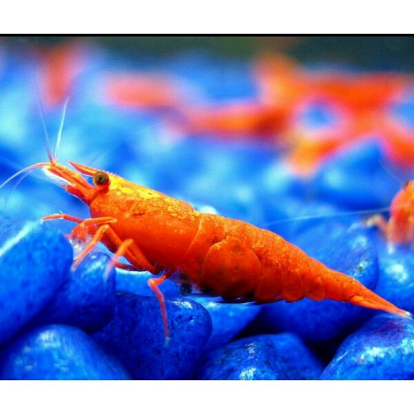 Fire Red Shrimp