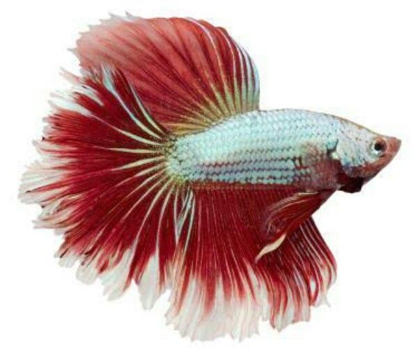 Full Moon Betta 02