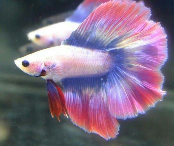 Full Moon Betta 01