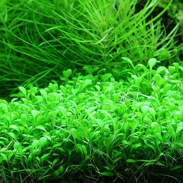 Glossostigma Elatinoides