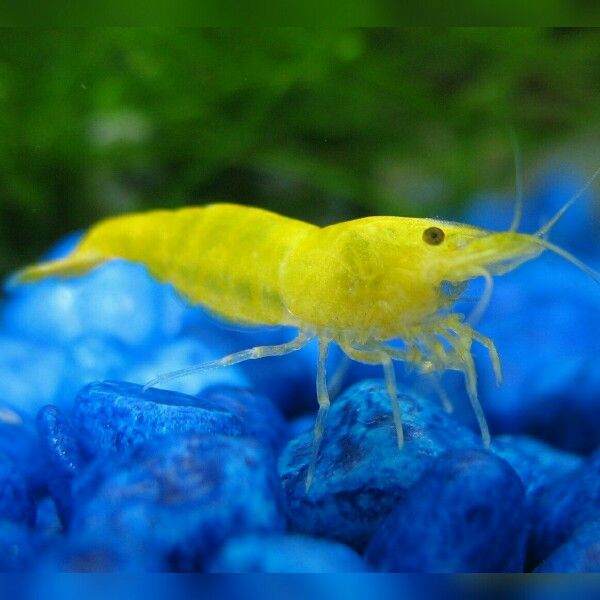 Golden Yellow Shrimp