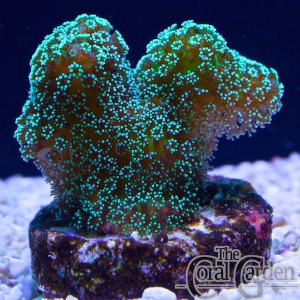 Green Metalic Polyps