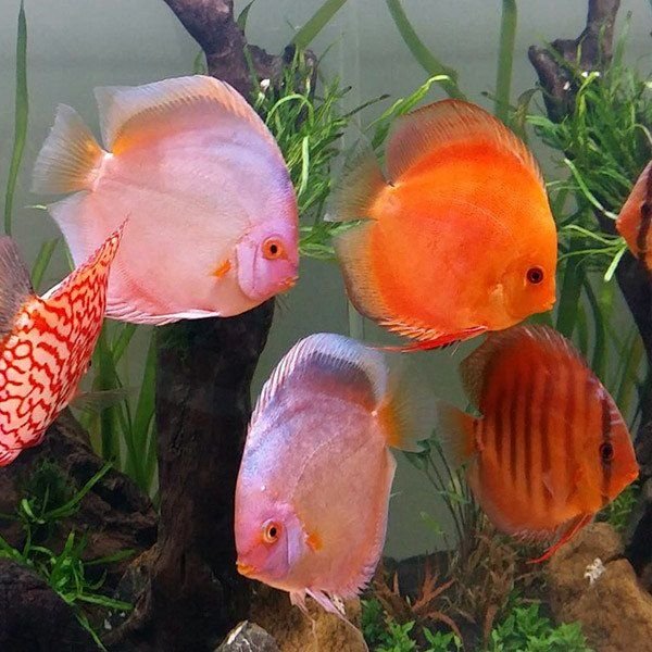 Mix Discus
