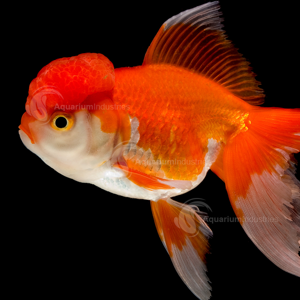 Oranda Gold