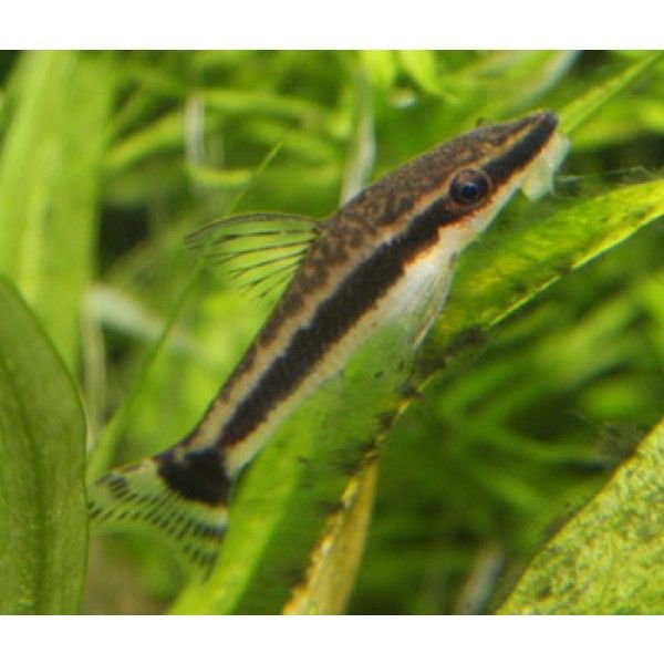 Otocinclus Catfish