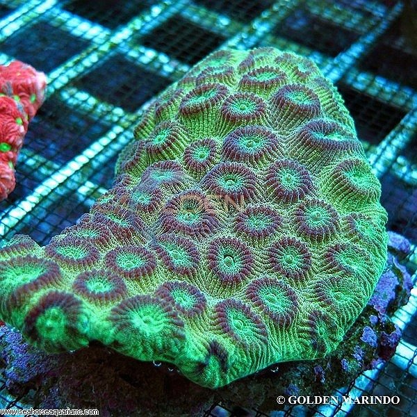 Pineapple Green Polyps
