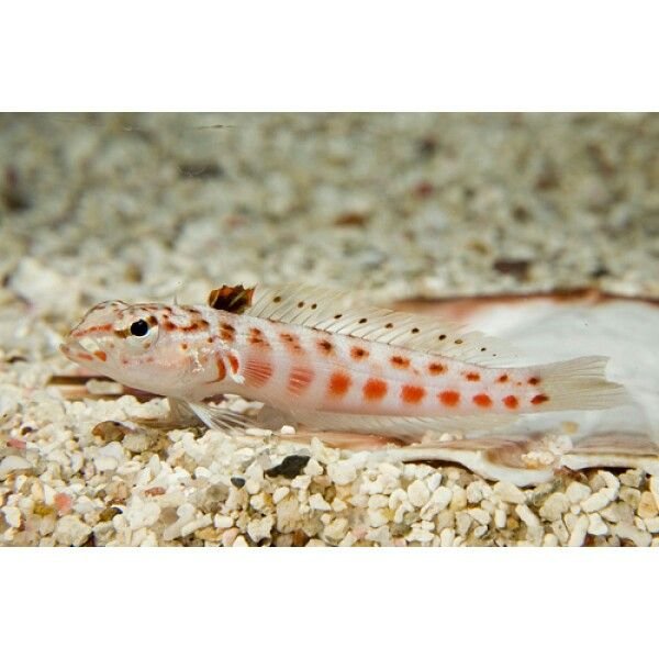 Pink Spotted Blenny