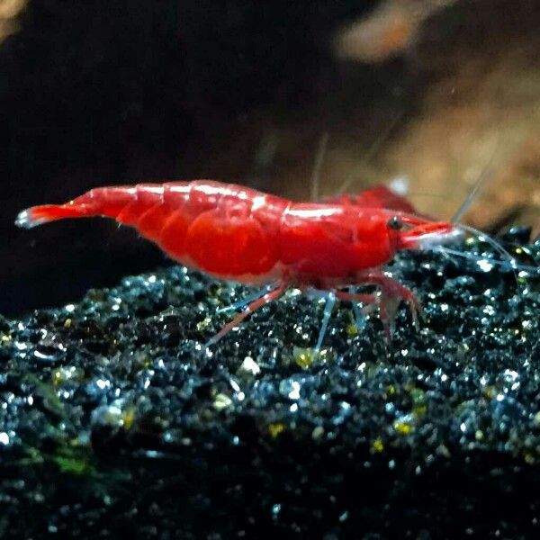 Red Cherry Shrimp