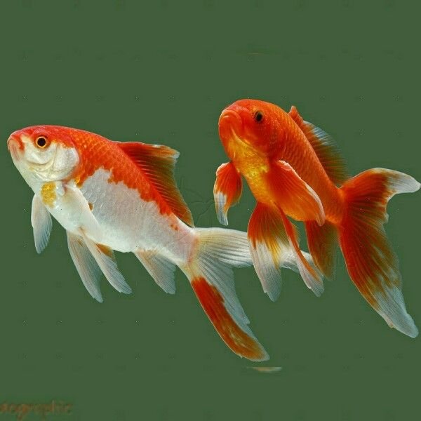 Red Gold