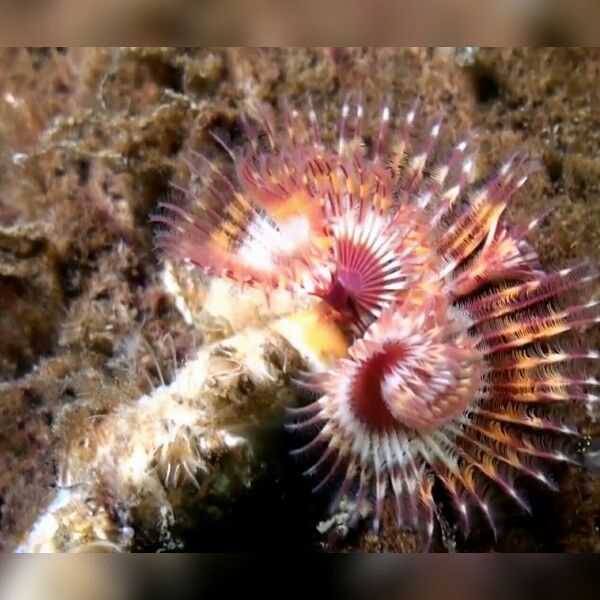 Red Trumpet Tubeworm