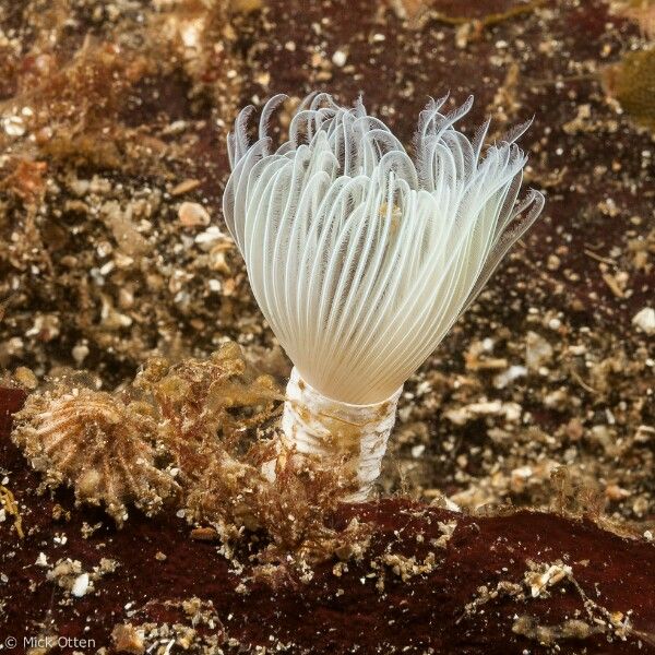 Serpula Red Trumpet Tubeworm
