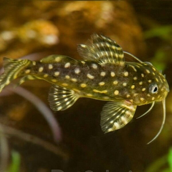Spotted Catfish