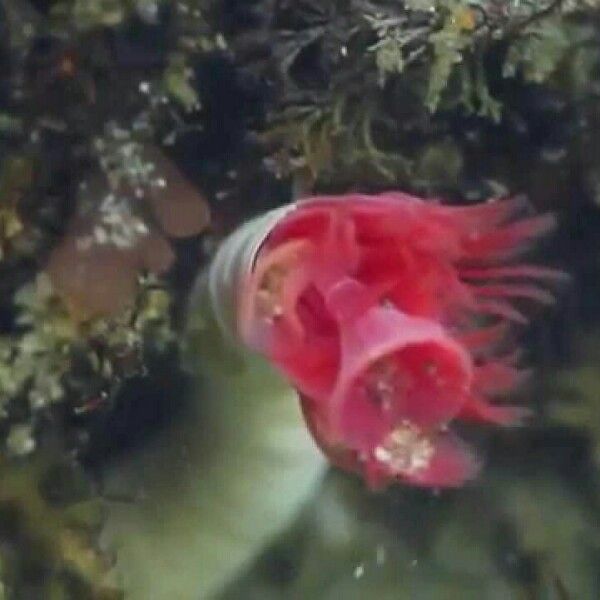 Tubeworm and Hermit Crab