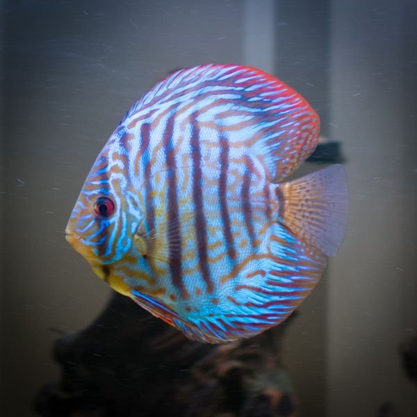 Turquoise Discus
