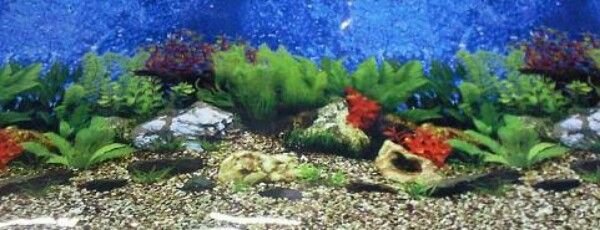 Underwater Ecosystem Poster